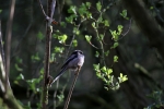 long-tailtit.jpg