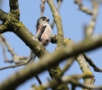 longtail-tit.jpg