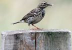 meadow-pipit.jpg