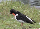 oystercatcher.jpg