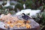 pied-wagtail.jpg