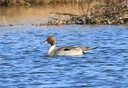 pintail-mstw.jpg