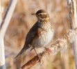 redwing-mstw.jpg