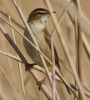 sedge-warbler.jpg