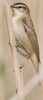 sedge-warbler_-mstw.jpg