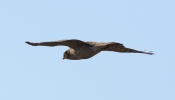 sparrowhawk-mstw.jpg