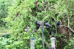 starlings.jpg