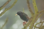 starling~0.jpg