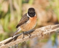 stonechat-mstw.jpg