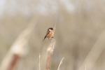 stonechat-msw.jpg