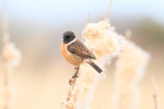 stonechat1-.jpg