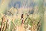 stonechat2.jpg