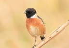 stonechat~0.JPG