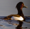 tufted-duck.jpg