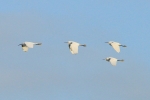 white-egrets.jpg