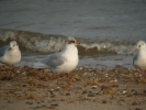 AD_W_MED_GULL_WINTHORPE_170112_(19).JPG