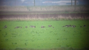 BEAN_GEESE_5_WAINFLEET_231111.JPG