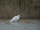 GWE_KIRKBY_300112.JPG