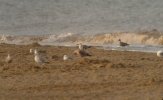 JUV_1W_CASP_SKEG_BEACH_010912_(9).JPG