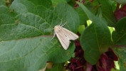 SHORE_WAINSCOT_290911.JPG