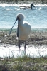 spoonbill2.jpg