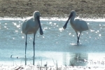 spoonbillpair.jpg