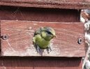 Blue_Tit_emerging.jpg