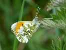 Orange_tip_resize.jpg