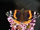 Red_Admiral_resize2.jpg