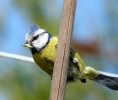 blue_tit_resize.jpg