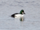 Goldeneye-01-03-11.jpg