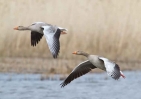 Greylags-04-11.jpg