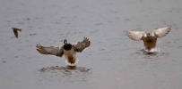 Mallard-and-sand-martin.jpg