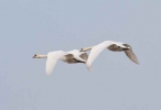 Mute-Swans-01-03-11.jpg