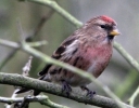 redpolls_011_mod_28640x49729.jpg