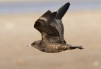 Arctic-Skua_0336.jpg