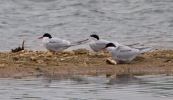 Arctic-Terns_30681.jpg