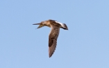 Bar-Tailed-Godwit-In-Flight~0.jpg