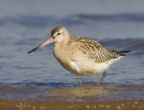 Bar-tailed-Godwit_62690.jpg