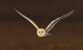 Barn-Owl-In-Flight_17286.jpg