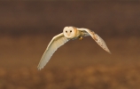 Barn-Owl-In-Flight_17291.jpg