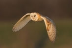 Barn-Owl-In-Flight_17299.jpg