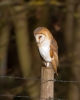 Barn-Owl_12779.jpg