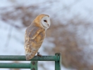 Barn-Owl_17698.jpg