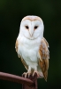 Barn-Owl_25847.jpg