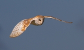 Barn-Owl_34272.jpg