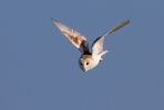 Barn-Owl_41980.jpg