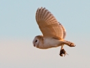 Barn-Owl_46366.jpg