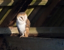 Barn-Owl_5D_07484.jpg