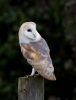 Barn-Owl_72285.jpg